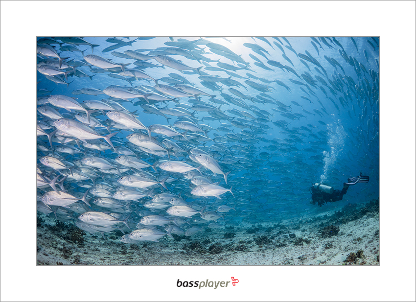 Oslob, Cebu, Philippines - Jack Fish