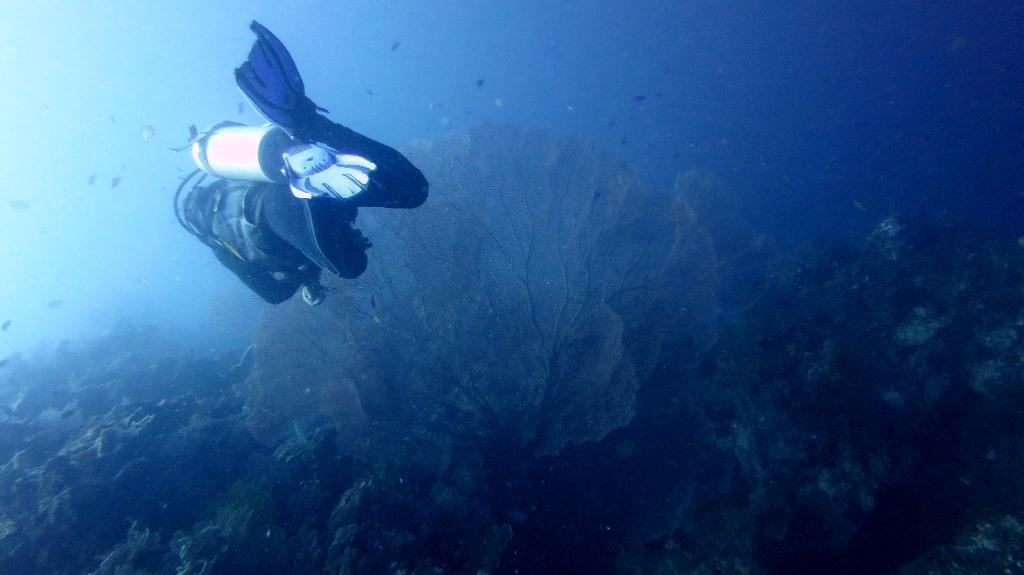 Bohol, Balicasag Island - Sanctuary
