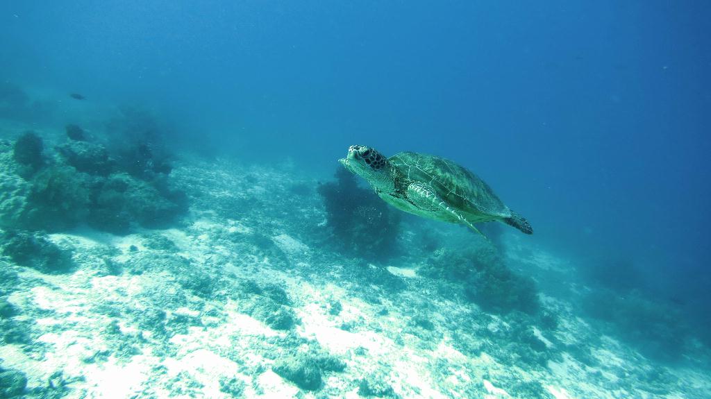 Bohol, Balicasag - Divers Heaven