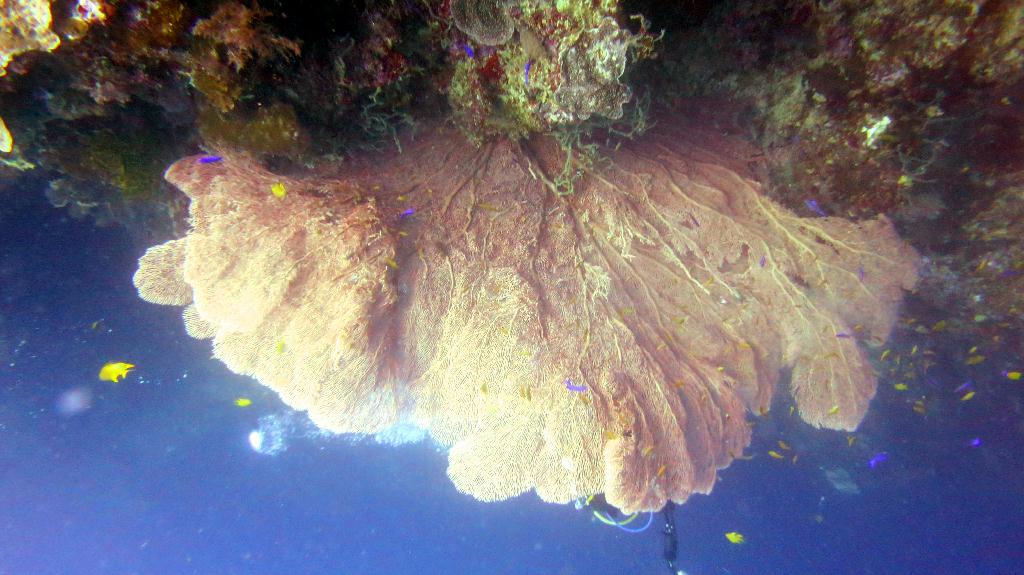 Bohol, Balicasag Island - Sanctuary