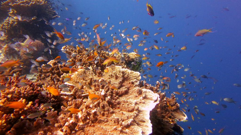 Bohol, Balicasag - Divers Heaven