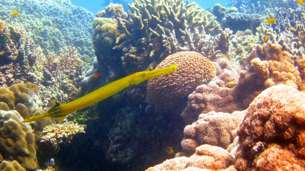 Bohol, Balicasag Island - Sanctuary