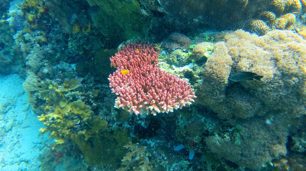 Bohol, Balicasag Island - Sanctuary