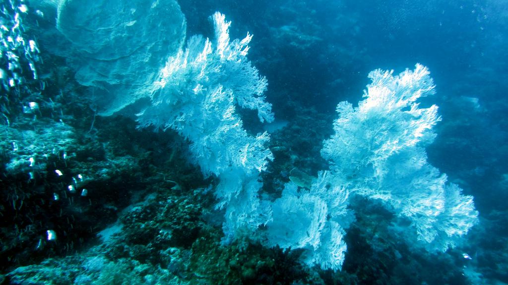Bohol, Balicasag - Divers Heaven