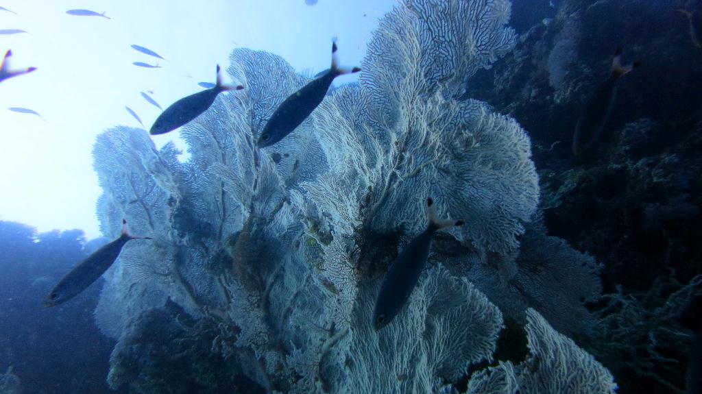 Bohol, Balicasag - Divers Heaven
