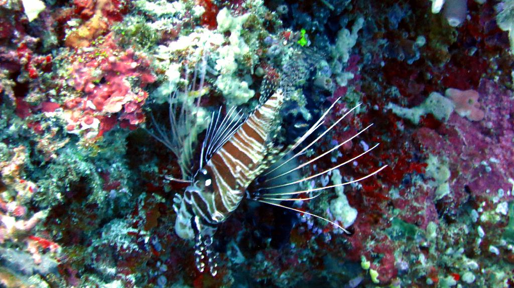 Bohol, Balicasag - Divers Heaven