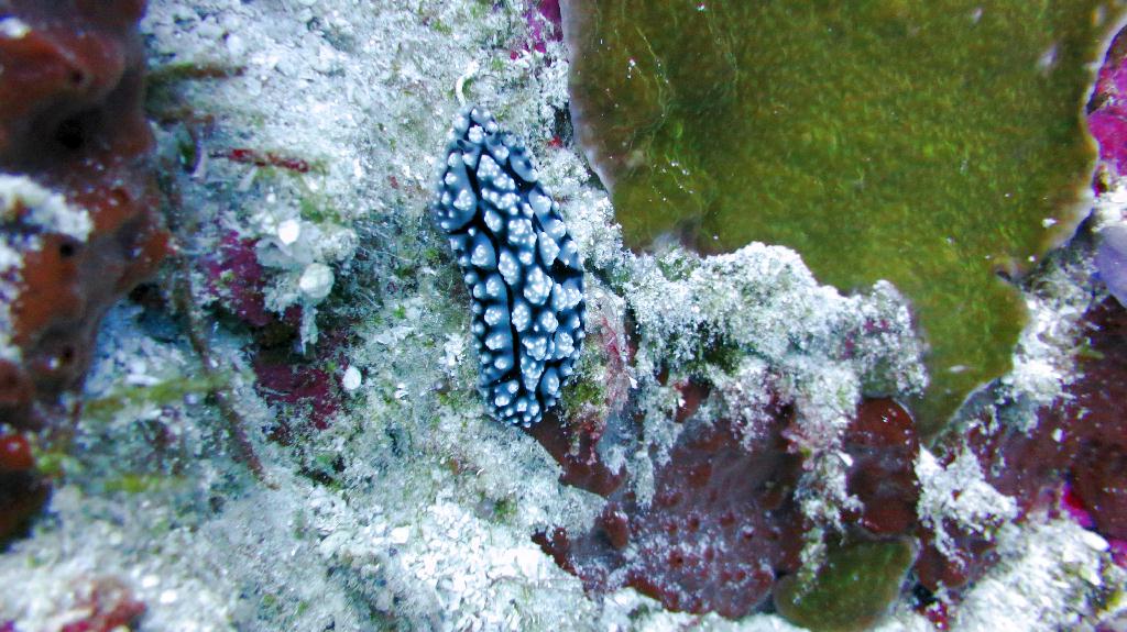 Bohol, Balicasag - Divers Heaven