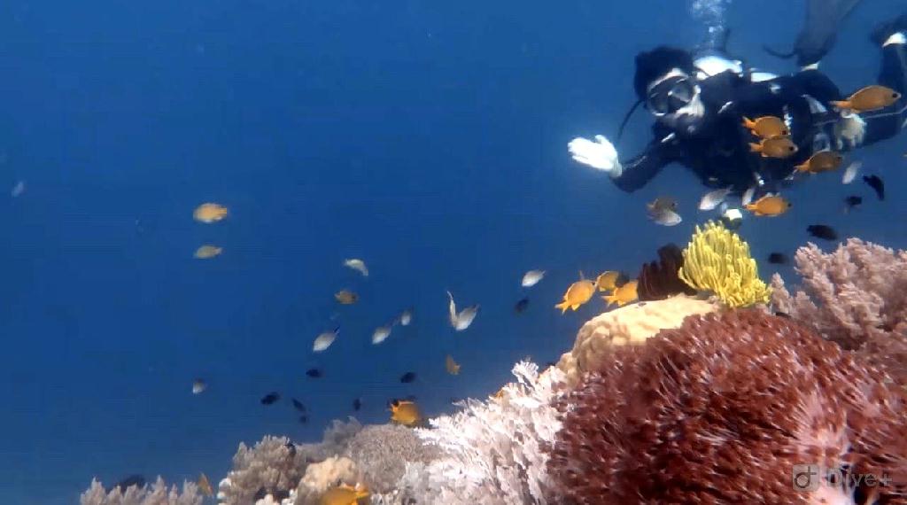 dun dive 第二潜 - bohol,菲律宾 - danao,bohol