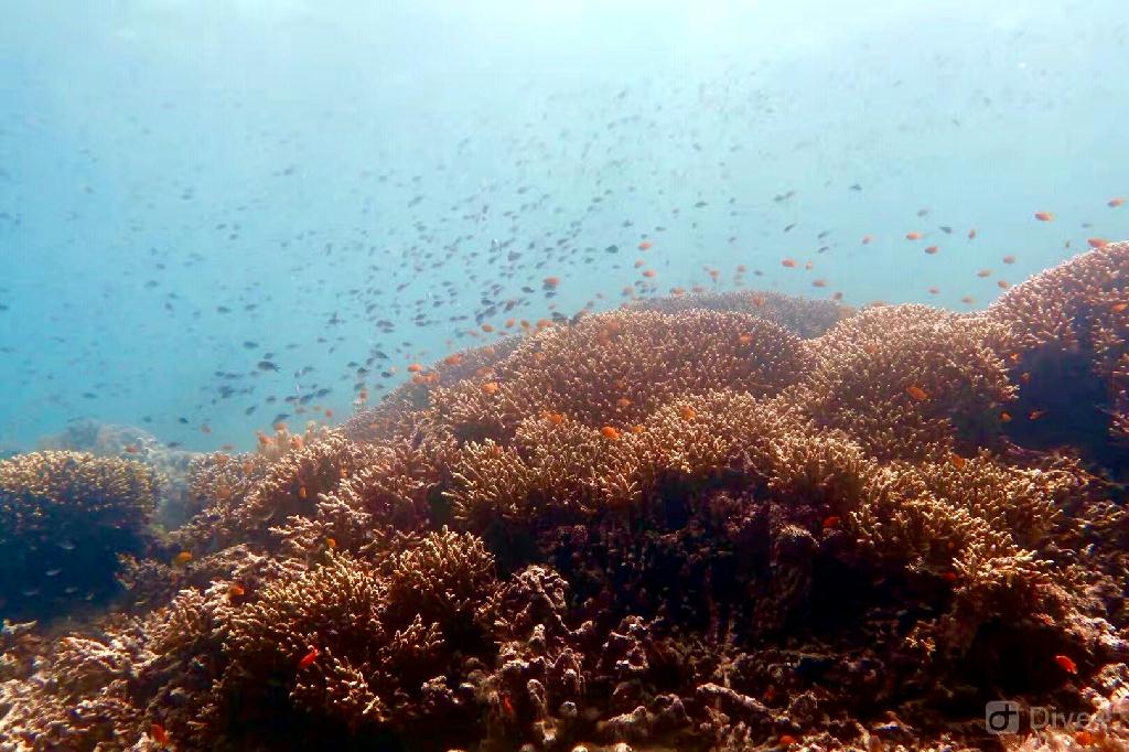 dun dive 第二潜 - bohol,菲律宾 - danao,bohol