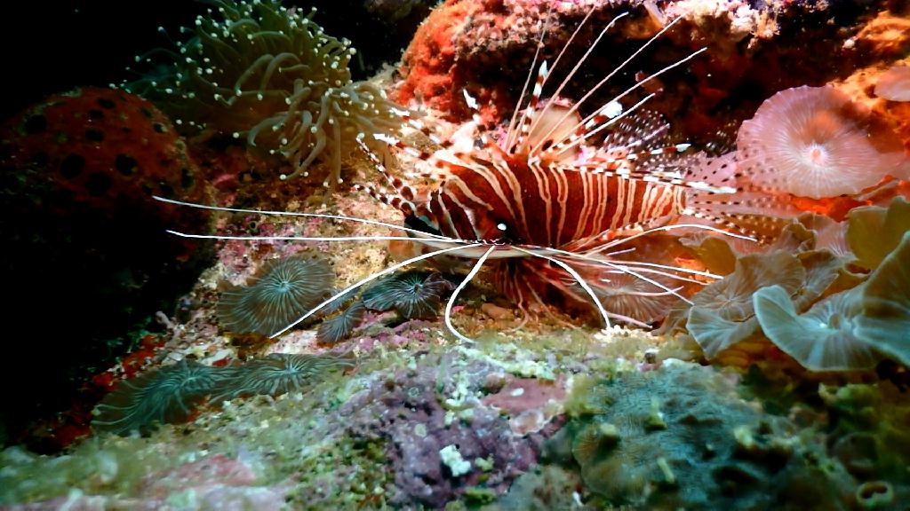 Gato Island Cave - Malapascua Johan Dive - Gato Island Cave