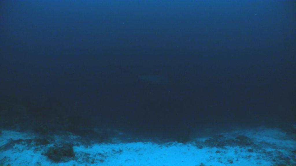 환도 상어 관찰 또 다시 - Malapascua Johan Dive - Monad Shoal