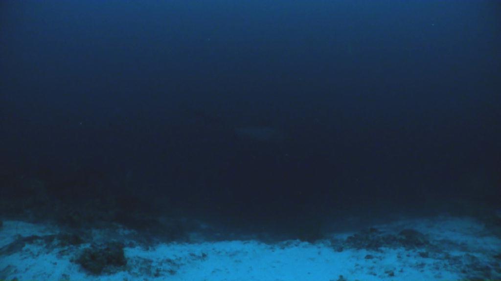 환도 상어 관찰 또 다시 - Malapascua Johan Dive - Monad Shoal