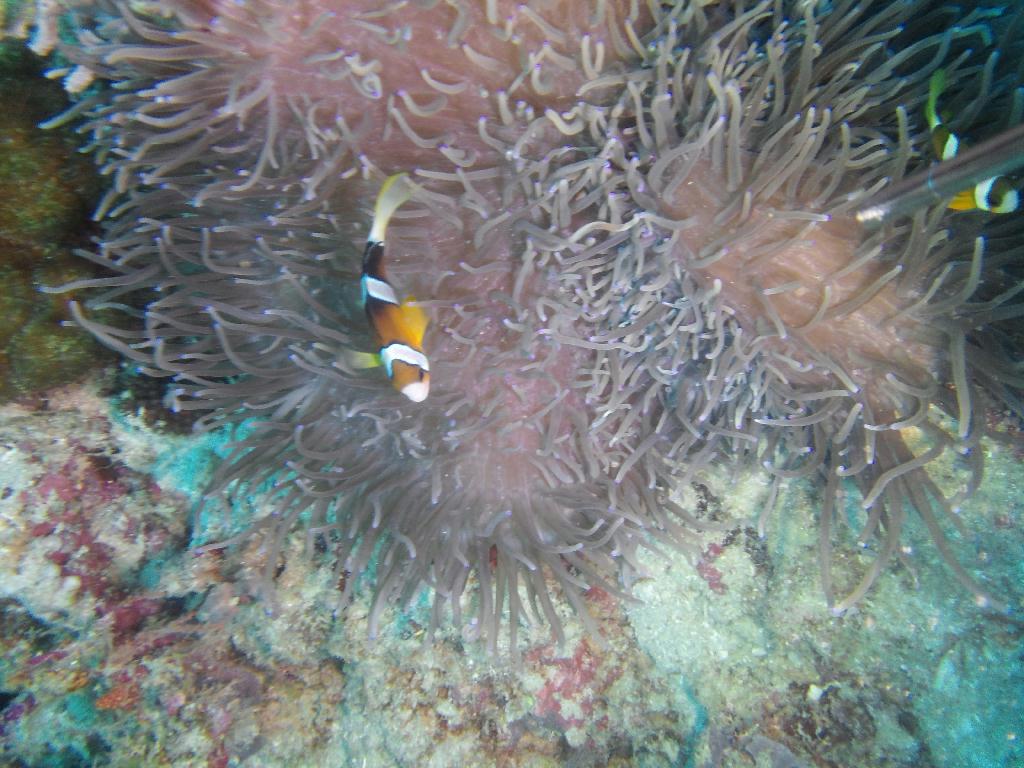 체크다이빙 - 보홀 팡글라오 - 아르꼬