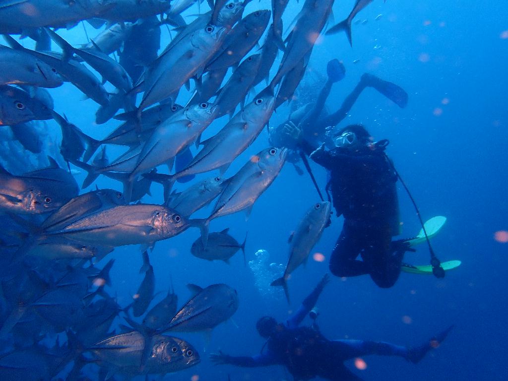 디퍼다이브 이태희강사님 - 필리핀 보홀 발리카삭 - Black coral forest