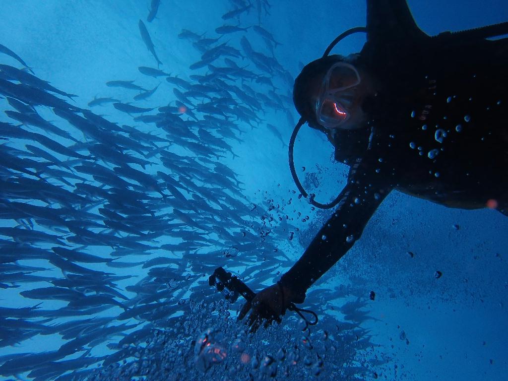 디퍼다이브 이태희강사님 - 필리핀 보홀 발리카삭 - Black coral forest