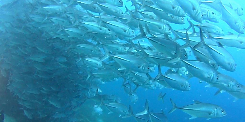 디퍼다이브 이태희강사님 - 필리핀 보홀 발리카삭 - Black coral forest