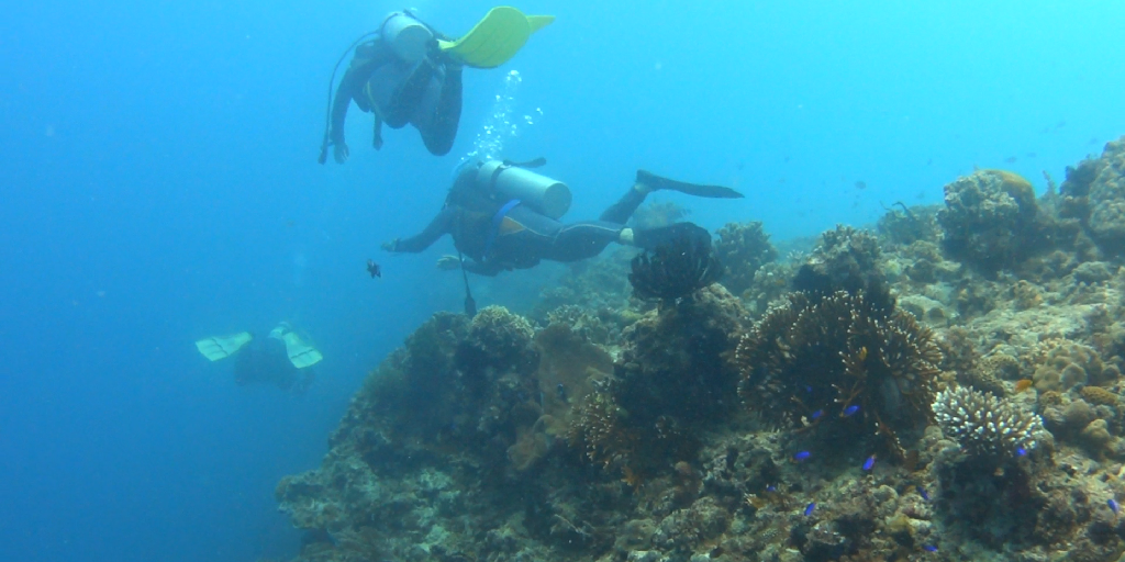 디퍼다이브 우노강사님 - 필리핀 보홀 팡라오 - 만티스