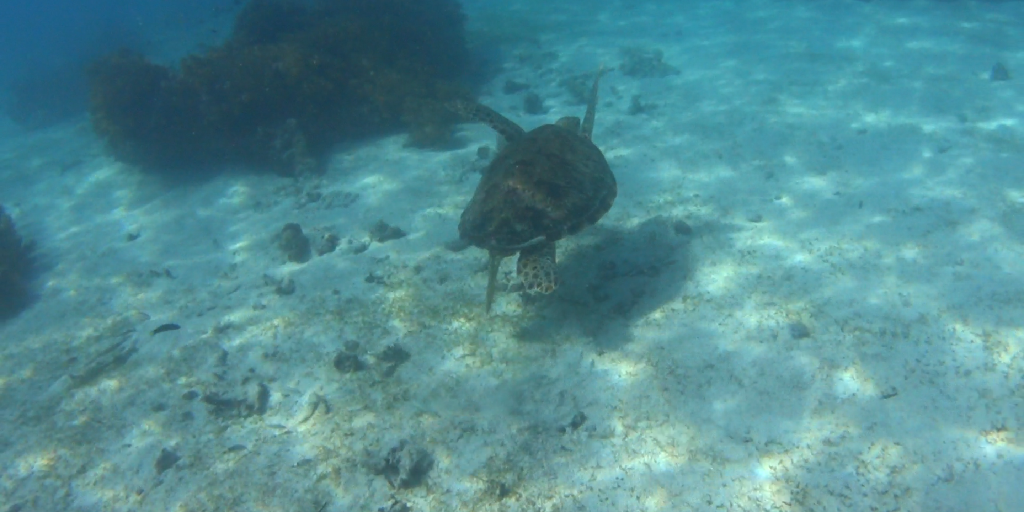 디퍼다이브 이태희강사님 - 필리핀 보홀 발리카삭 - Diver