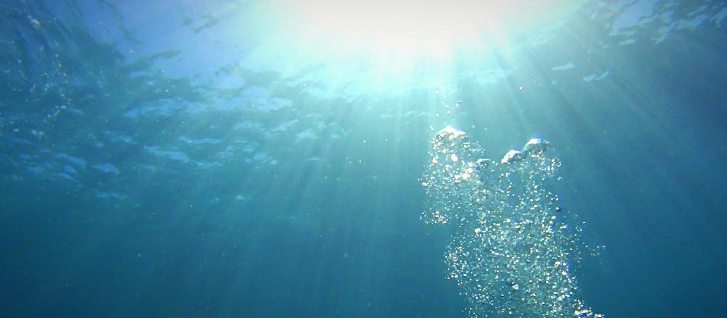 디퍼다이브 이태희강사님 - 필리핀 보홀 발리카삭 - Black coral forest