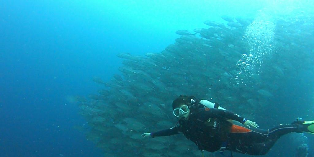 디퍼다이브 이태희강사님 - 필리핀 보홀 발리카삭 - Black coral forest