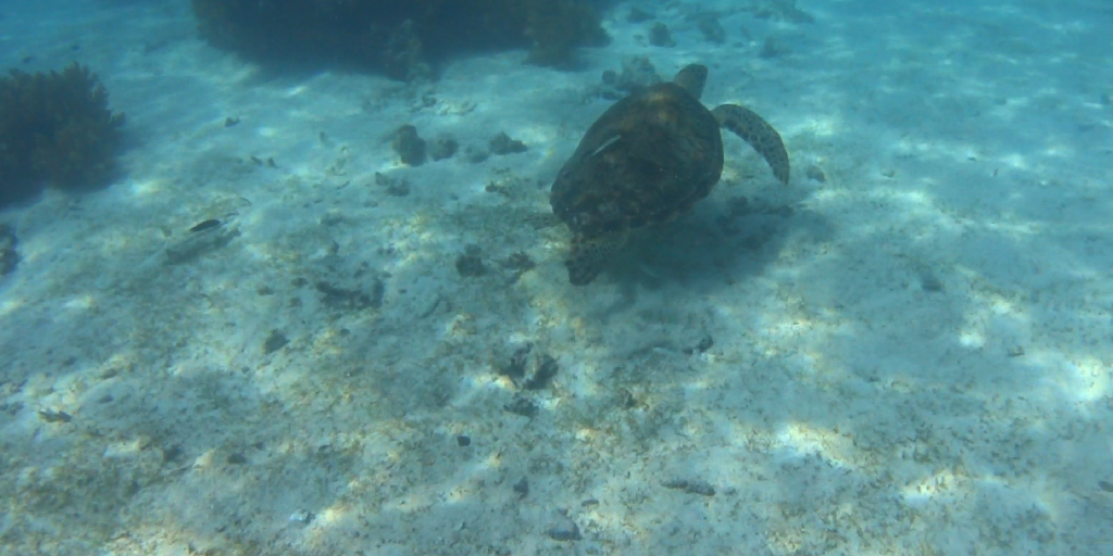 디퍼다이브 이태희강사님 - 필리핀 보홀 발리카삭 - Diver