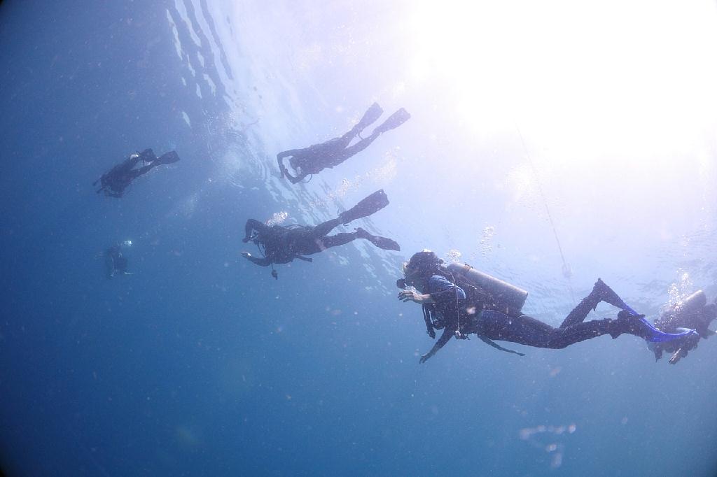 펀다이빙 - 필리핀세부 오션플레이 - 코랄리프