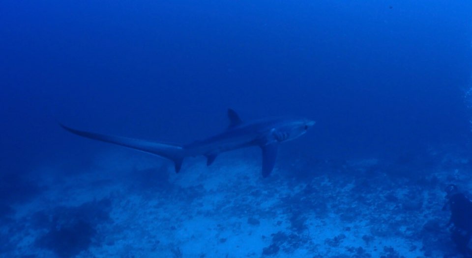 환도상어/화이트팁 - 말라파스쿠아 - Monad shoal,Gato island