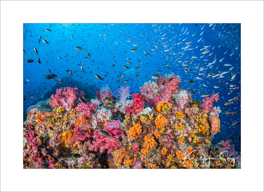 Similan Island, Thailand - Richelieu Rock