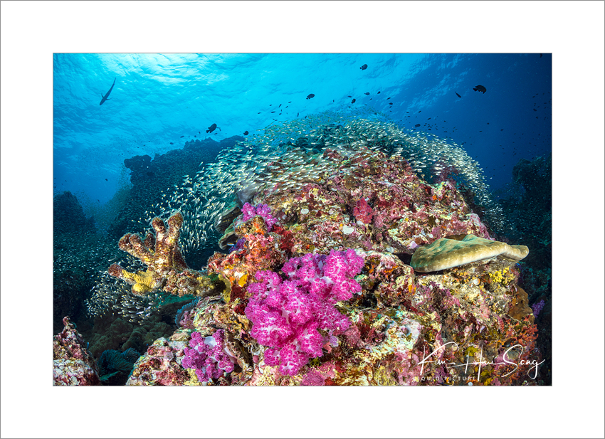 Similan Island, Thailand - Richelieu Rock