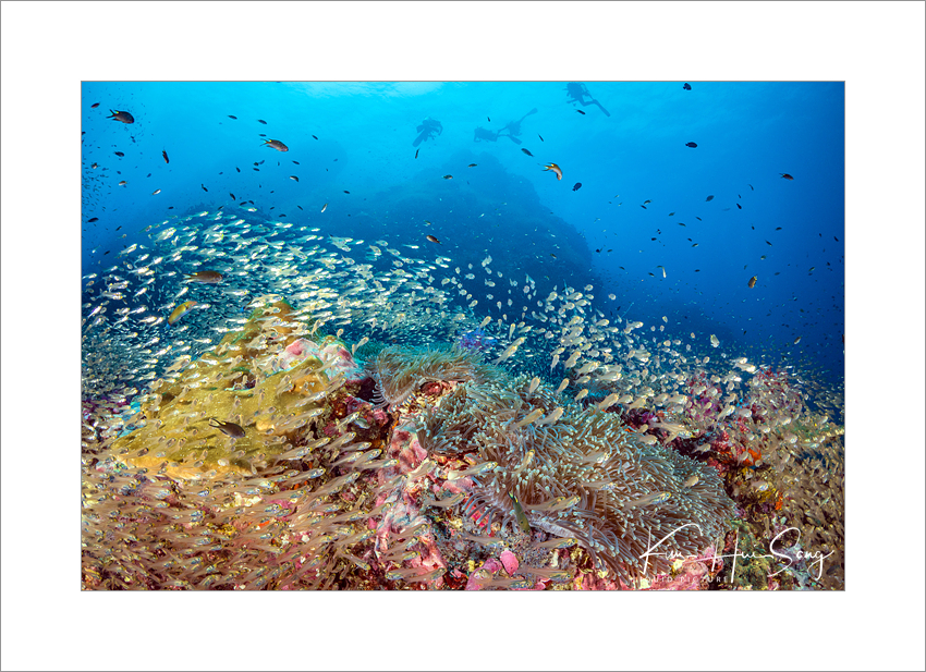 Similan Island, Thailand - Richelieu Rock