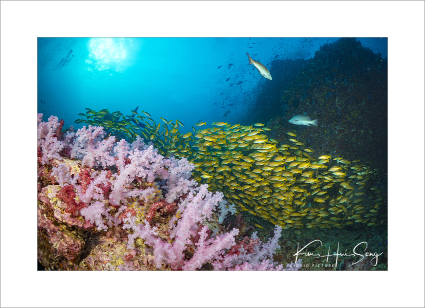 Similan Island, Thailand - Richelieu Rock