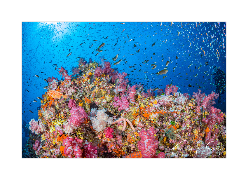 Similan Island, Thailand - Richelieu Rock