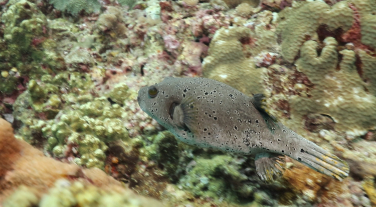 South Andaman, Thailand - KOH YANG EAST