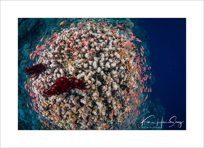 Apo Reef, Coron, Philippines - Aladin
