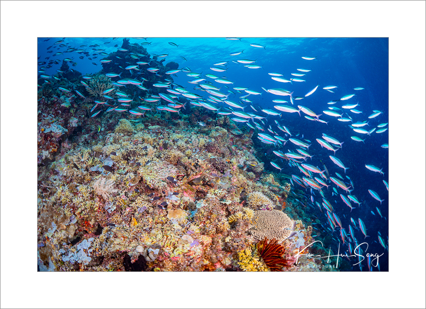 Apo Reef, Coron, Philippines - Aladin