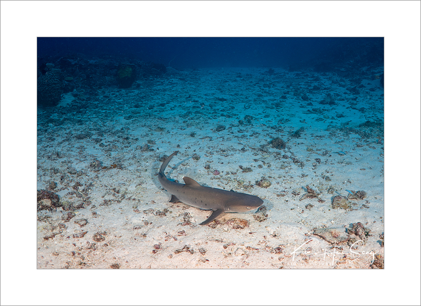 Apo Reef, Coron, Philippines - Apo Menor (Shark Airport)