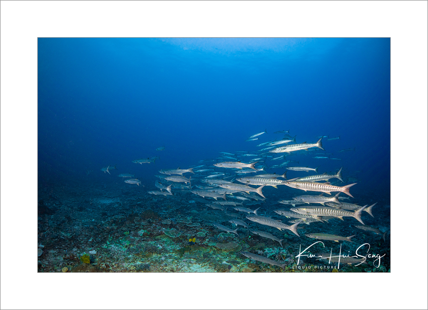 Apo Reef, Coron, Philippines - Apo 29