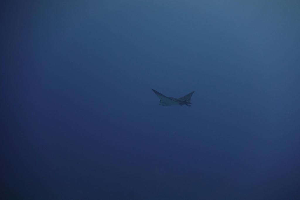 펀다이빙 - 사이판 - 아쿠아다이브 - 아이스크림