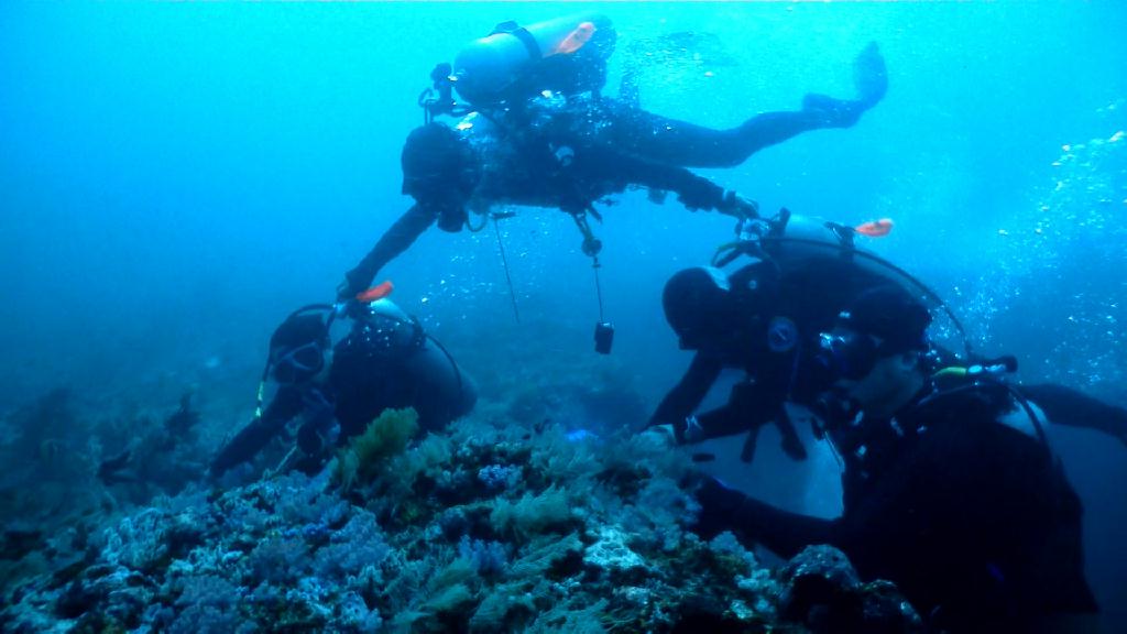 캐년에서 조류 즐기기 - Sabang Blue Water Dive Resort - Canyons