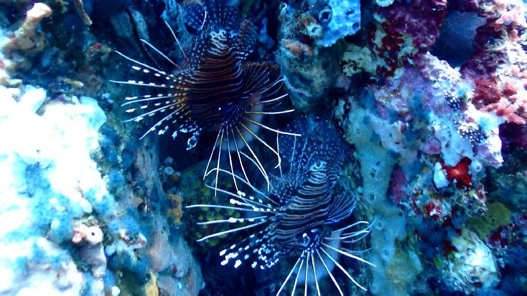 베르데 조류 즐기기 - Sabang Blue Water Dive Resort - Verde deep