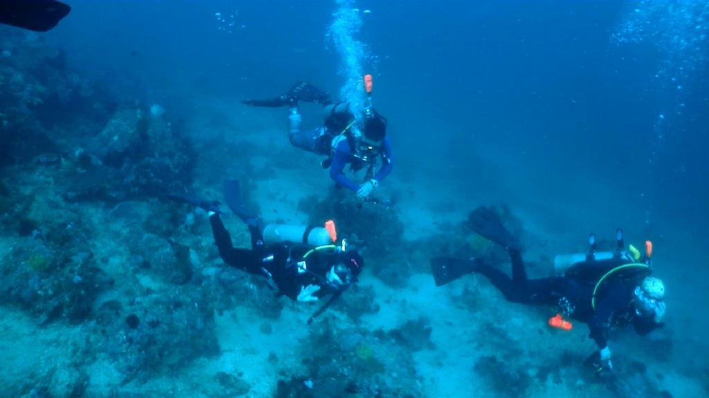 베르데 조류 즐기기 - Sabang Blue Water Dive Resort - Verde deep