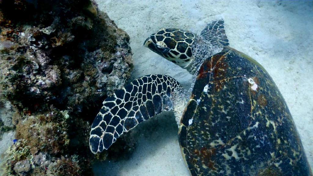 피딩하는 포인트 - Sabang Blue Water Dive Resort - Sabang Wreck