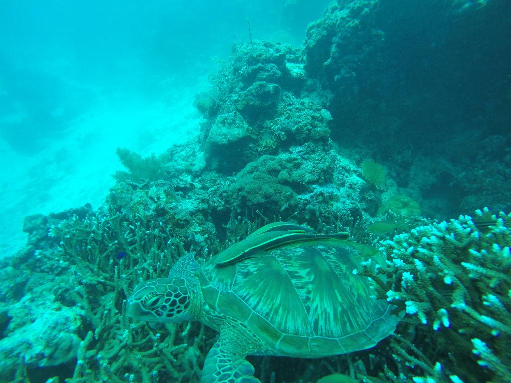절벽다이빙 - Panglao Island in BOHOL - DANAO WALL