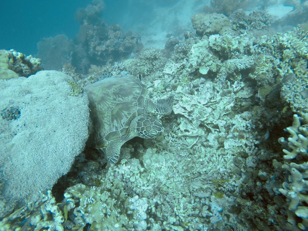 버디:박명진/박수용/오채윤외2명 - Pamilacan Island in BOHOL - DAKIT POINT