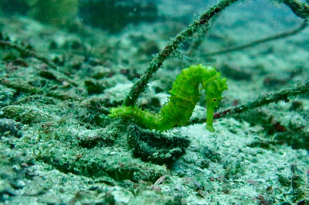 similan - richelieurock
