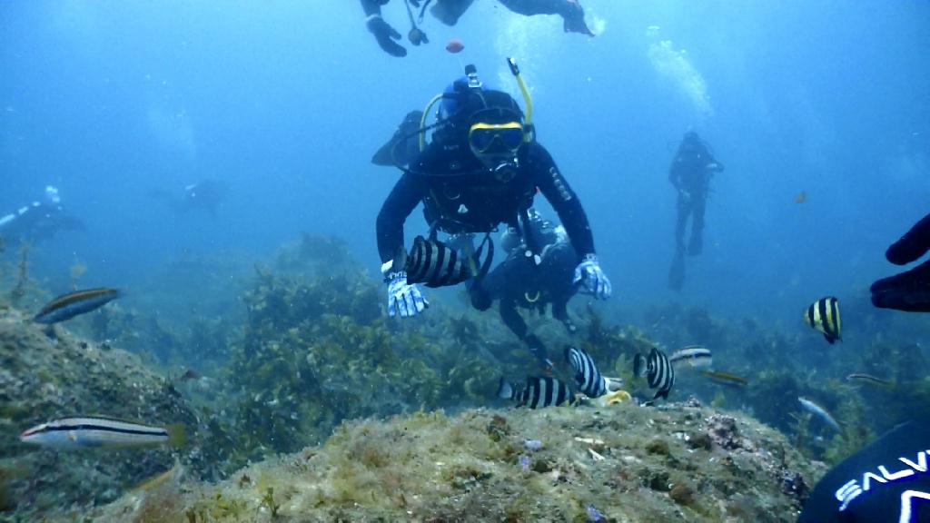울릉도 다이빙 2nd - 울릉도 아쿠아캠프 - 비치포인트