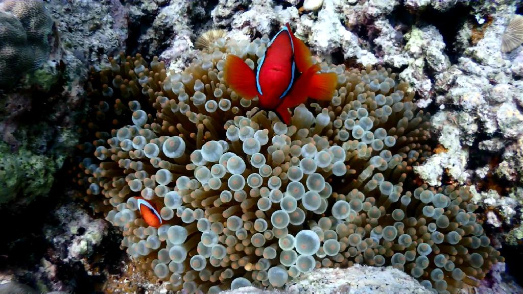 Nalusuan deep - Cebu CNC Dive Resort - Nalusuan deep