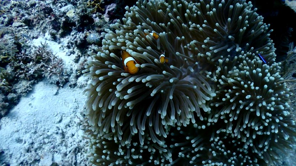 Nalusuan 포인트 - Cebu CNC Dive Resort - Nalusuan 산호