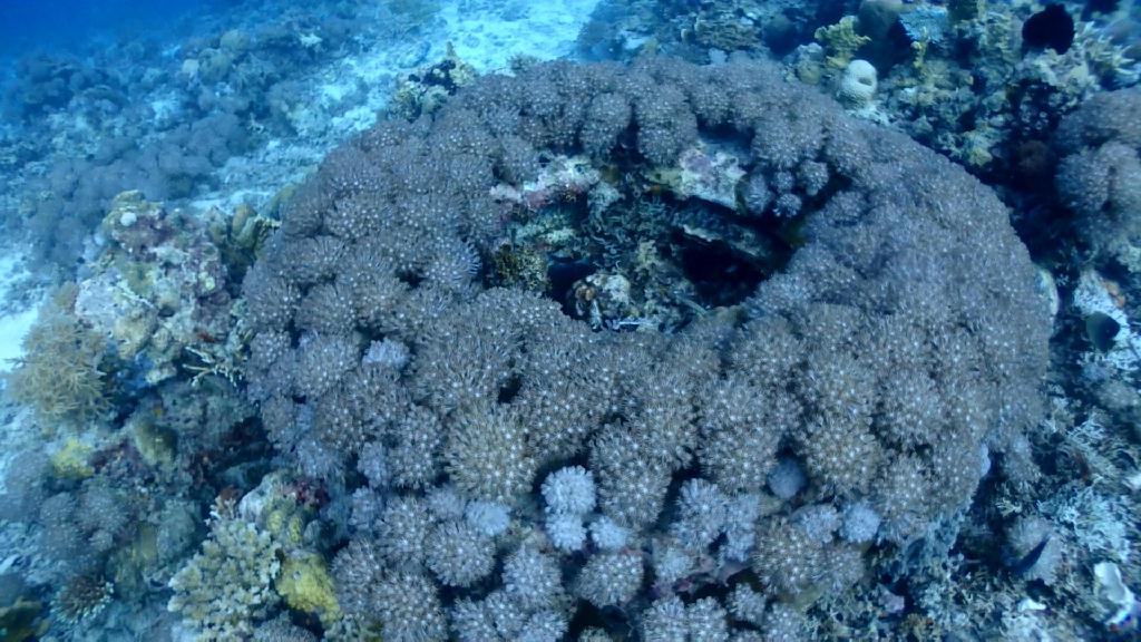 Nalusuan 산호초 피딩 - Cebu CNC Dive Resort - Nalusuan 산호 피딩