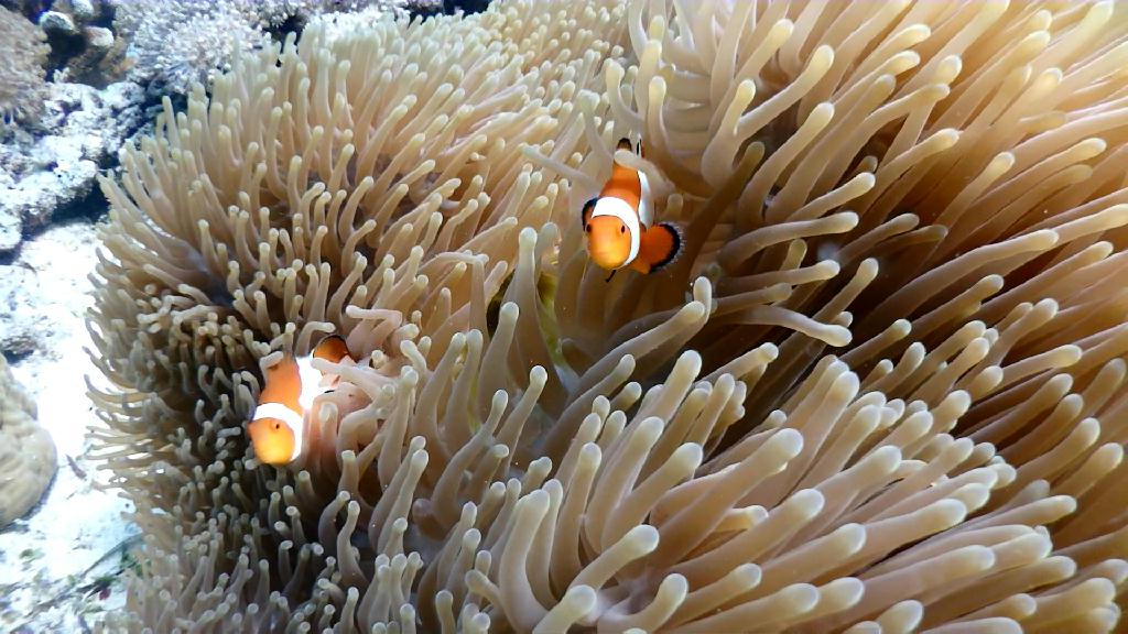 Nalusuan 포인트 - Cebu CNC Dive Resort - Nalusuan 산호